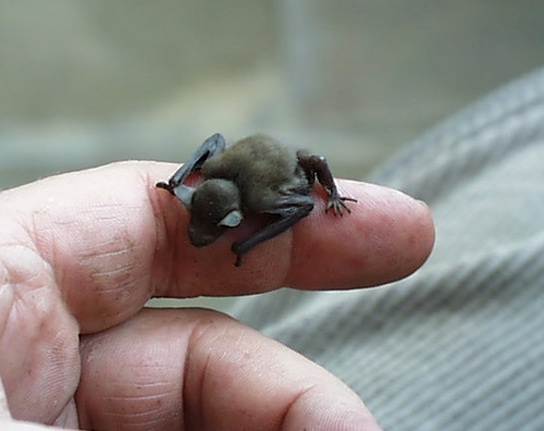 خفاش کوچم ترین پستاندار دنیا در تایلند
