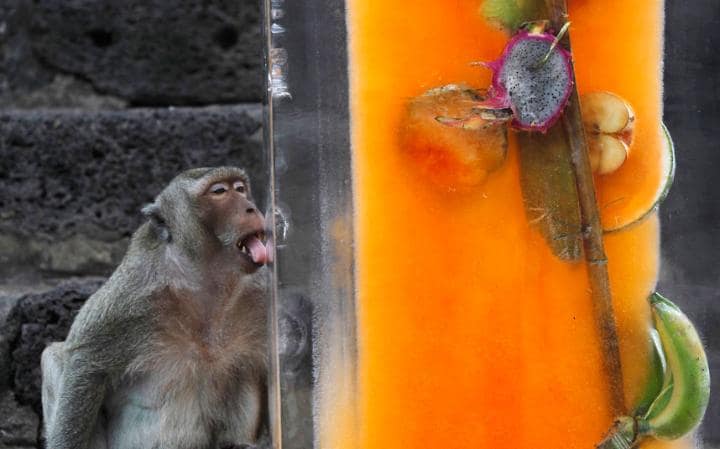 میمون پارتی در تایلند