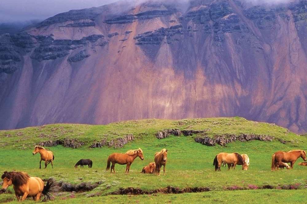 جزیره