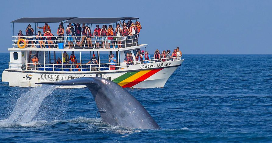 تماشای نهنگها در سریلانکا