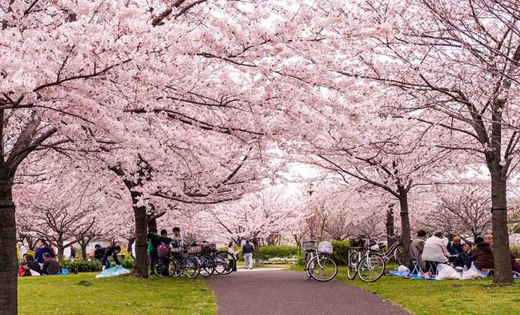 جشن شکوفه های ژاپن