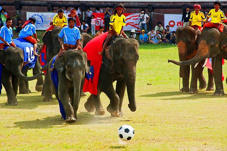 جشنواره فیل ها-فستیوال های تایلند